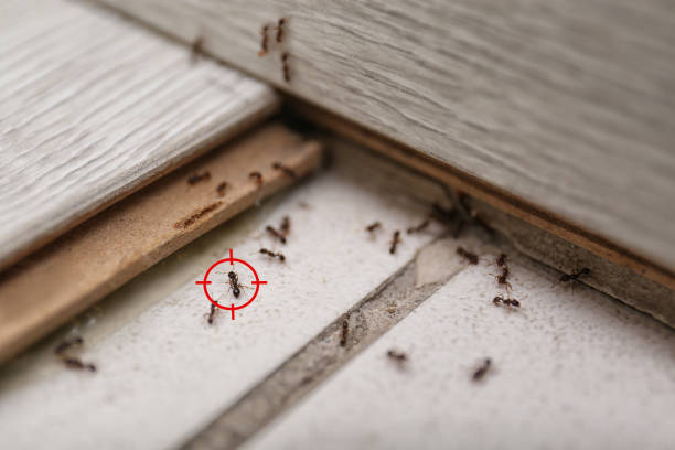 Reliable El Cenizo, TX Pest Control Solutions