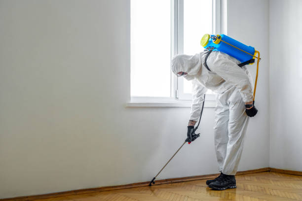 Best Wasp Removal Services  in El Cenizo, TX