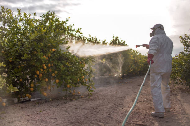 Best Spider Control Near Me  in El Cenizo, TX