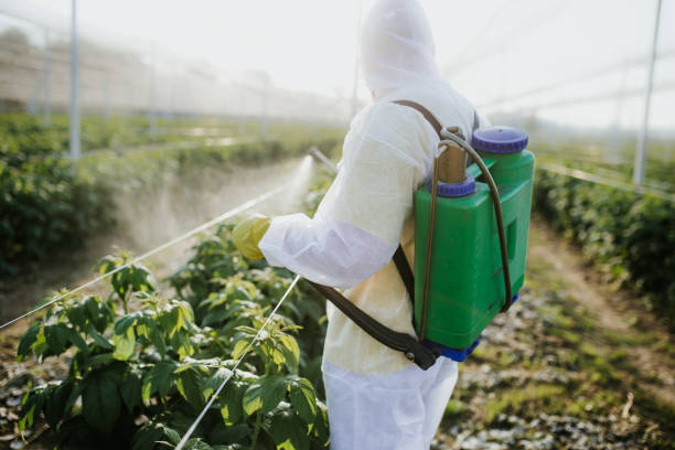 Best Termite Control Services  in El Cenizo, TX